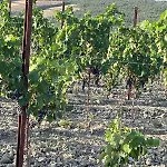 Alle Rose Vakantieboerderij Volterra