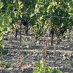 Alle Rose Vakantieboerderij Volterra