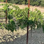 Vakantieboerderij Alle Rose *