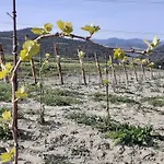 Alle Rose Vakantieboerderij