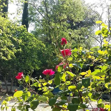 Alle Rose *