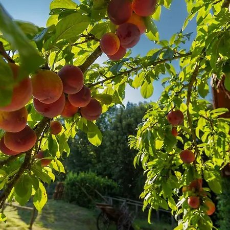 Alle Rose Séjour à la ferme Volterra